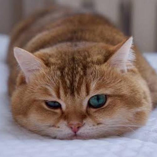 สมาชิกหมายเลข 5449473