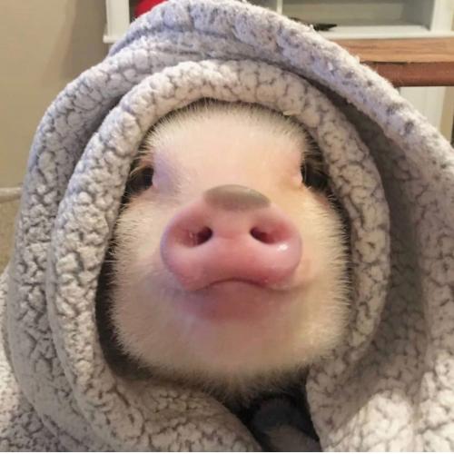 สมาชิกหมายเลข 2480714