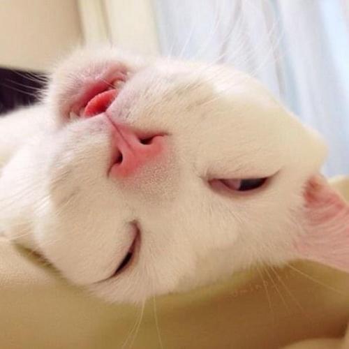 สมาชิกหมายเลข 5971075