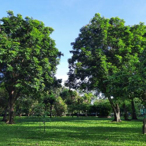 สมาชิกหมายเลข 7071455