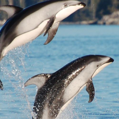 สมาชิกหมายเลข 9180693