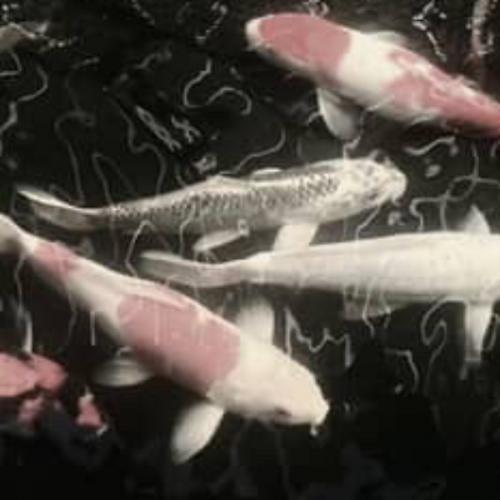 สมาชิกหมายเลข 9183603