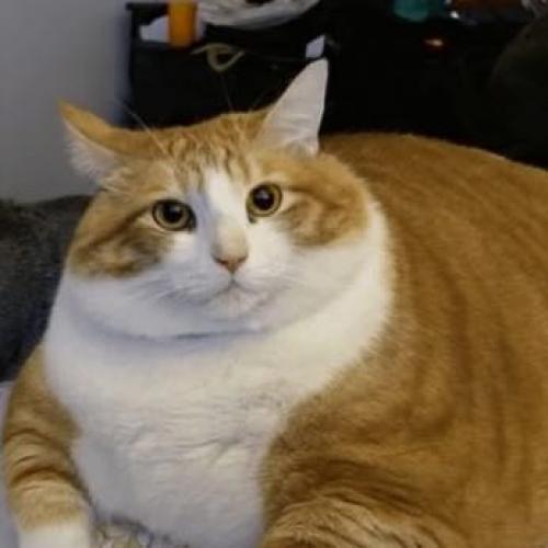 สมาชิกหมายเลข 9184460