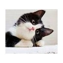 สมาชิกหมายเลข 3577027