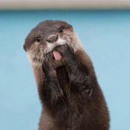 สมาชิกหมายเลข 4530074