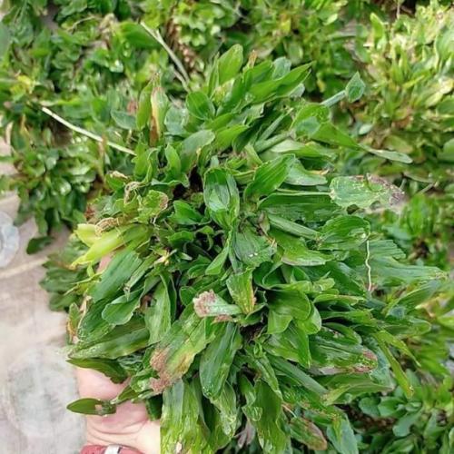 สมาชิกหมายเลข 5723059