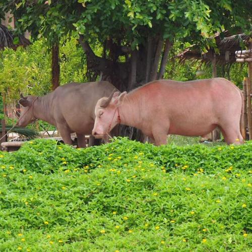 สมาชิกหมายเลข 4264060