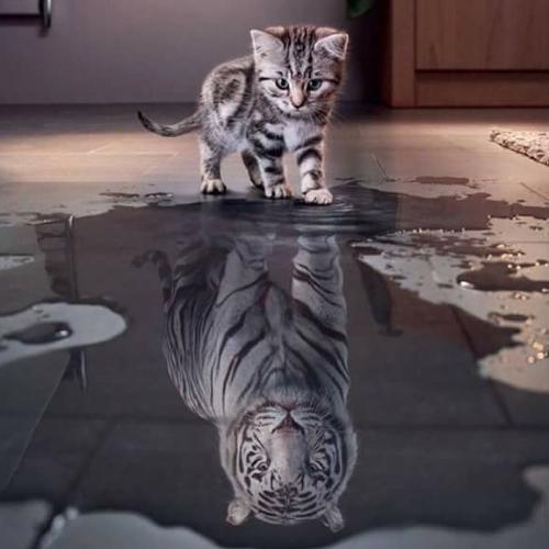 สมาชิกหมายเลข 5047389