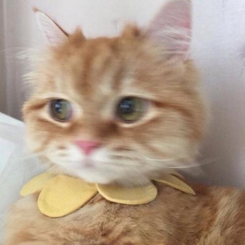 สมาชิกหมายเลข 5450142