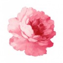 สมาชิกหมายเลข 3818440