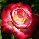 สมาชิกหมายเลข 2963074