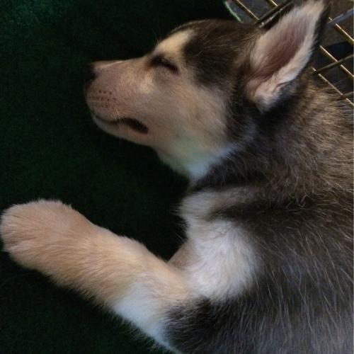 สมาชิกหมายเลข 4316267