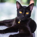 สมาชิกหมายเลข 4690487