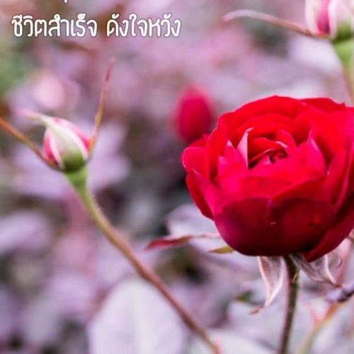 สมาชิกหมายเลข 4655020