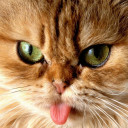 สมาชิกหมายเลข 5058209