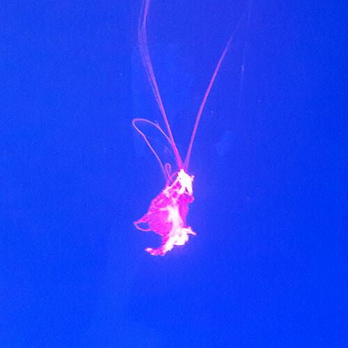 สมาชิกหมายเลข 4810562