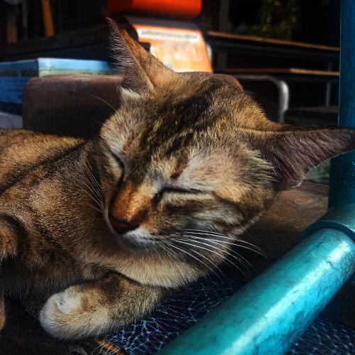 สมาชิกหมายเลข 2438394