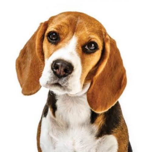 ไดโนเกิ้ล