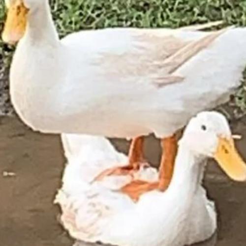 สมาชิกหมายเลข 7315456