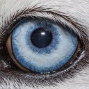 The Silver Linings Playbook