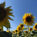 สมาชิกหมายเลข 1110786