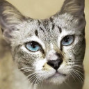 สมาชิกหมายเลข 4539375