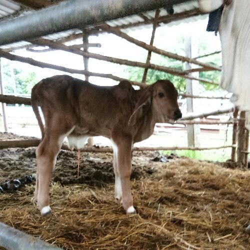 สมาชิกหมายเลข 4643159