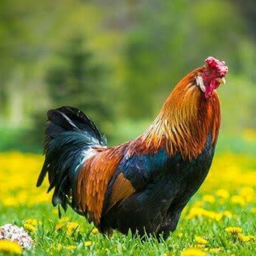 สมาชิกหมายเลข 4409582