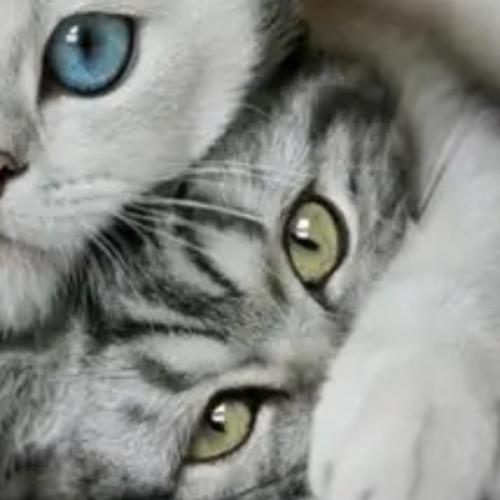 สมาชิกหมายเลข 2377299