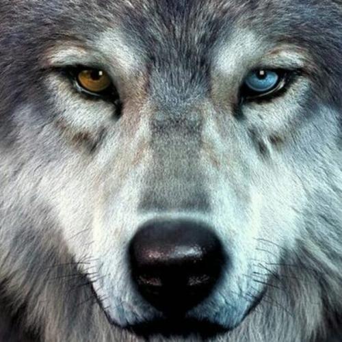 CEO หมาป่าวเดียวดาย