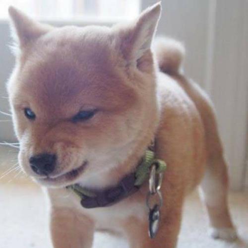 สมาชิกหมายเลข 4996137