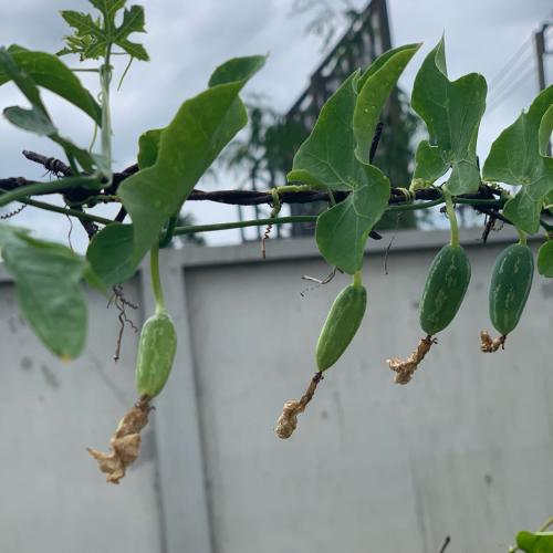 สมาชิกหมายเลข 5452591