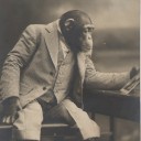 Napoleon Bon Ape Arts