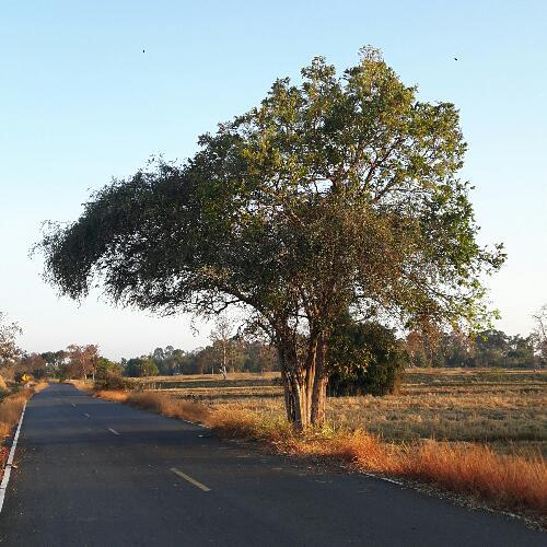 สมาชิกหมายเลข 2902219