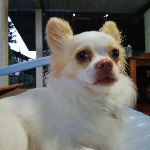 สมาชิกหมายเลข 2683456