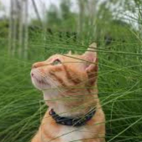 สมาชิกหมายเลข 5045720