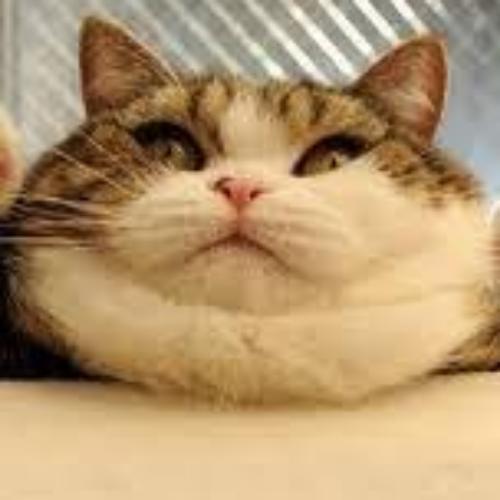 สมาชิกหมายเลข 5442054