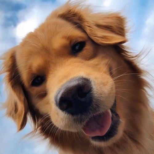 สมาชิกหมายเลข 4485486