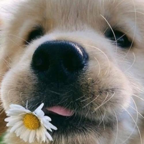 สมาชิกหมายเลข 6585102