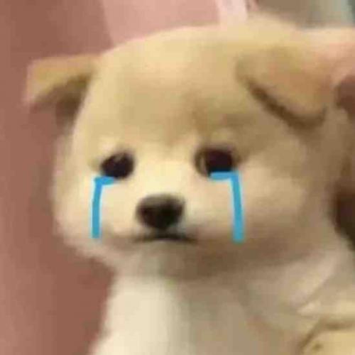 สมาชิกหมายเลข 9195282