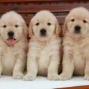 สมาชิกหมายเลข 2534554