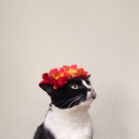 สมาชิกหมายเลข 4694027