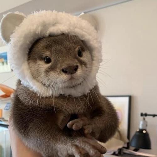 สมาชิกหมายเลข 5967872