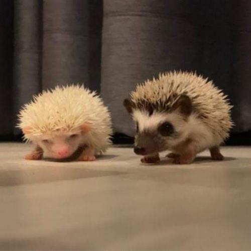 สมาชิกหมายเลข 6585029