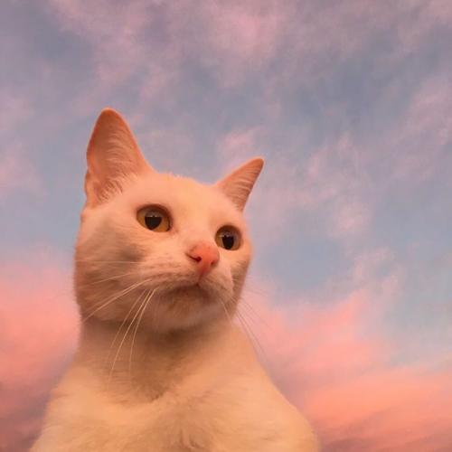 สมาชิกหมายเลข 7385327