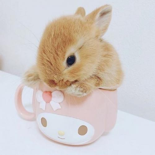 สมาชิกหมายเลข 9195802