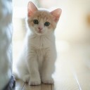 สมาชิกหมายเลข 3854180