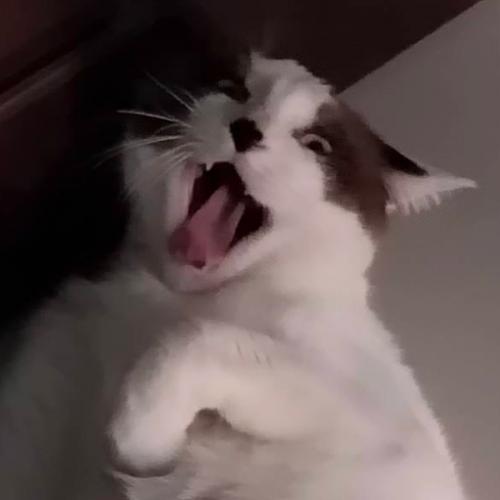 สมาชิกหมายเลข 3852359