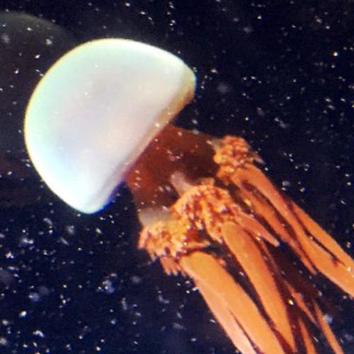 สมาชิกหมายเลข 1571240