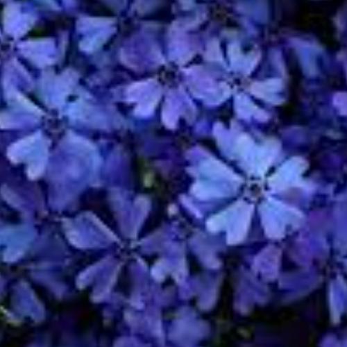 สมาชิกหมายเลข 5083090